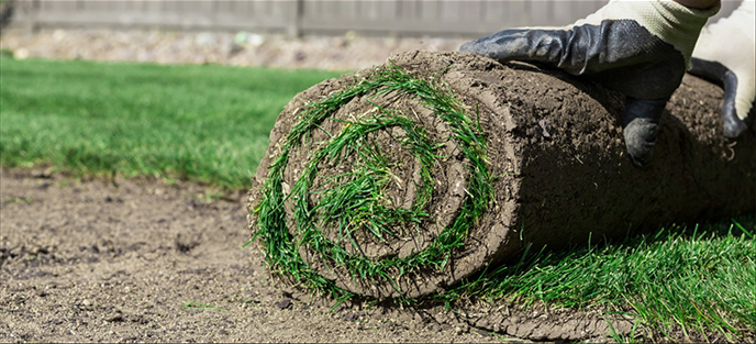 rolled up sod