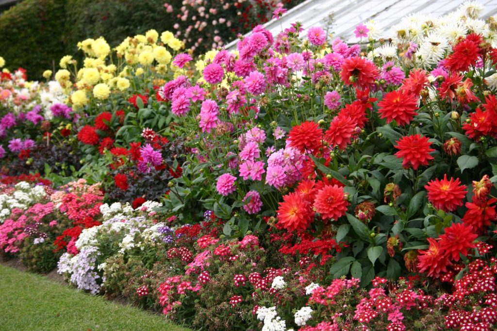 beautiful-late-summer-flower-garden-2021-09-01-18-14-35-utc