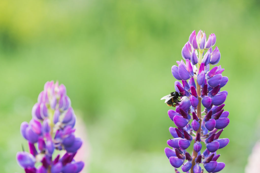 Bee collecting nectar from lupine flower